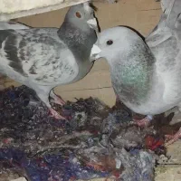 جفت مسری ماده نصل موریس