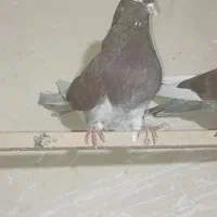 کبوتر  قرمزی شازده انگلیسی