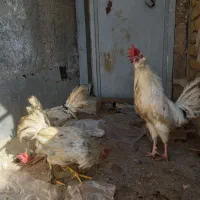 سه تاگلین معاوضه باپرنده عروس هلندی مرغ عشق قناری