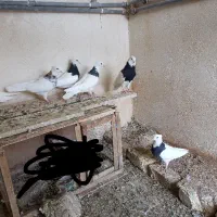 کبوتر طوقی