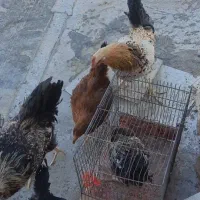 ۲عددمرغ ۳عددخروس محلی