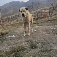 واگذاری سگ|سگ|ماکو, |دیوار