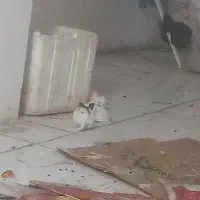 بچه خرگوش