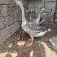 غاز