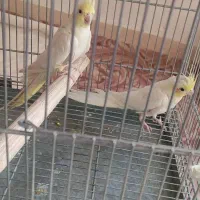 عروس هلندی نژاد لوتینو مولد تضمینی