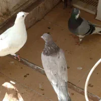 کبوتر نر و ماده باجوجه|پرنده|تهران, خاوران|دیوار