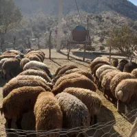 بره نر|حیوانات مزرعه|کوهدشت, |دیوار