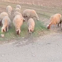 12 راس میش درجه یک سنجابی
