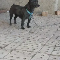 پاکوتاه گوش تیز