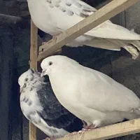 فروش فوری کبوتر کفتر زیر قیمت|پرنده|نوشهر, |دیوار