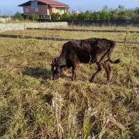 یک راس تلم محلی|حیوانات مزرعه|عباسآباد, |دیوار