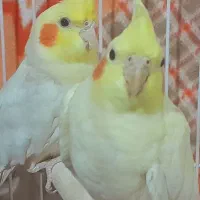 یک جفت عروس هلندی لوتین