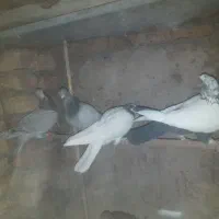 کبوتر خوب|پرنده|بشاریات, |دیوار