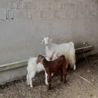 بز دوقلوزا  شکم دوم ابستن با دوکهره نروماده