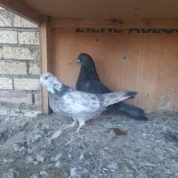 نر و ماده اصفهانی