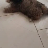 سگ چهارماهه