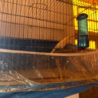 قناری|پرنده|بندر گناوه, |دیوار