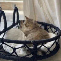 تخت لوکس پنجره ای