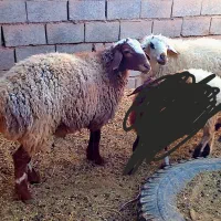 بره نر|حیوانات مزرعه|قائن, |دیوار