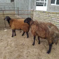 قوچ هترو شیشک چهاردندان وشیره دار