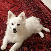 سگ ماده واگذاری