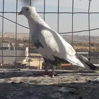 کفتر زد خوردی شب بازی گرفتم خال زرد