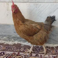مرغ رسمی تخمگذار
