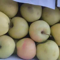 گوجه  ربی گوجه شیراز|عمدهفروشی|بیرجند, |دیوار