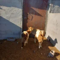 چاووش گله ای دوقلو