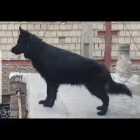 سگ ژرمن شیپرد بلک