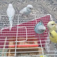 مرغ عشق سخنگو