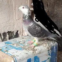 چهارتا صید نر|حیوانات|مشهد, شهید معقول|دیوار