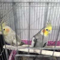 فروش یک جفت عروس هلندی به همراه یک نر