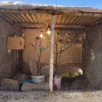 فنچ.مرغ عشق.عروس هلندی