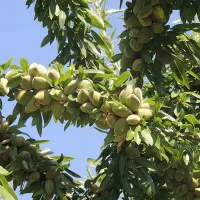 اجاره بادام سردرخت