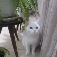 گربه اسکاتیش|گربه|فسا, |دیوار