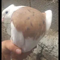 طوقی کاکولی نر