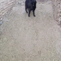 بز زاییده|حیوانات مزرعه|درمیان, |دیوار