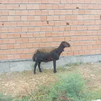 گوسفند قوچ خورده جوان