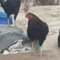 خروس لاری|حیوانات مزرعه|نسیم‌شهر, |دیوار