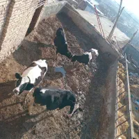 گاوای شیری|حیوانات مزرعه|شیروان (خراسان), |دیوار