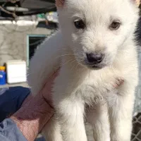 توله ژرمن وایت