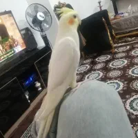 عروس هلندی رام و دستی