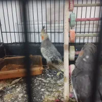 عروس هلندی معاوضه با کبوتر|پرنده|چهارباغ, |دیوار