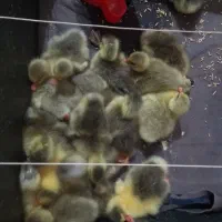 جوجه غاز دورگه