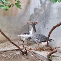 غاز دو عدد چهار ماهه