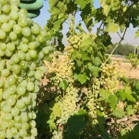 ۴۰۰۰ مترمربع گلخانه و باغ-ویلا جنب اتوبان خرم‌آباد|فروش دفتر صنعتی، کشاورزی، تجاری|الشتر, |دیوار