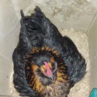 مرغ کرک ریشو