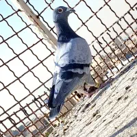 کفتر مسافتی پلاکی کفتر اردن کفتر چاپی پولکی|پرنده|مشهد, انصار|دیوار