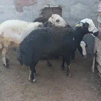 3راس میش عشقی قوچ خورده|حیوانات مزرعه|سیمین شهر, |دیوار